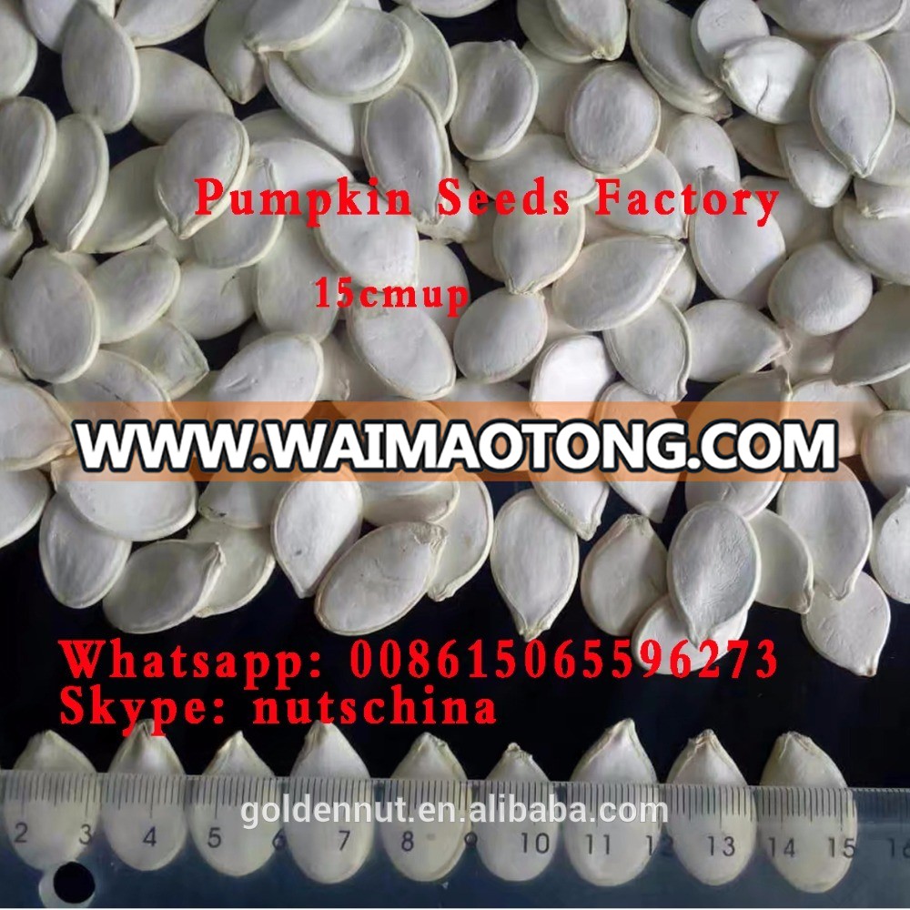 SNOW WHITE PUMPKIN SEEDS 14 cm up 15 cm up